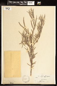 Salix exigua image
