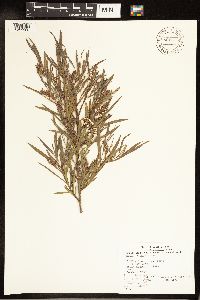 Salix exigua image