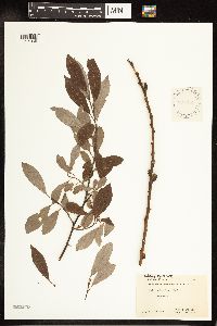 Salix discolor image