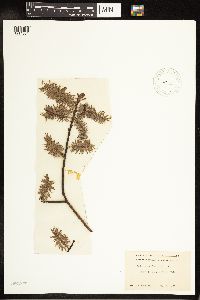 Salix discolor image