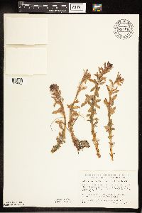 Rhodiola integrifolia image