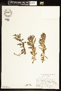 Rhodiola integrifolia image