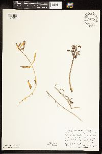 Rhodiola integrifolia image