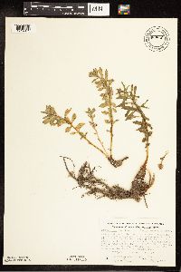 Rhodiola integrifolia image