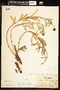 Rhodiola integrifolia image