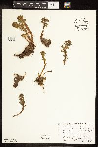 Rhodiola integrifolia image