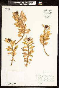 Rhodiola integrifolia image