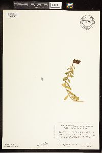 Rhodiola integrifolia image