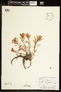 Rhodiola integrifolia image