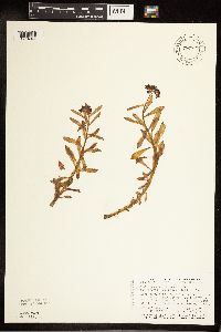 Rhodiola integrifolia image