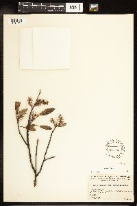 Salix glauca var. acutifolia image