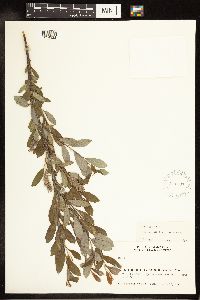Salix glauca var. acutifolia image