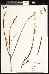 Salix humilis image