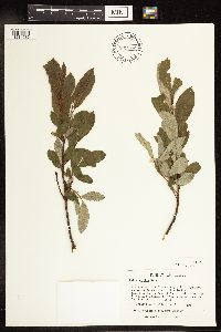 Salix humilis image