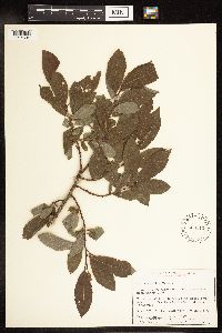 Salix humilis image