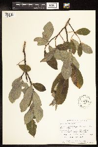 Salix humilis image