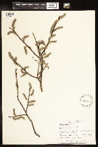 Salix humilis image