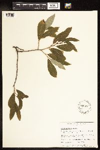 Salix humilis image
