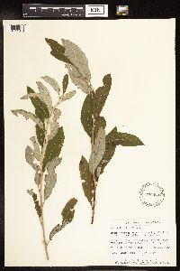 Salix humilis image