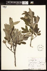 Salix humilis image
