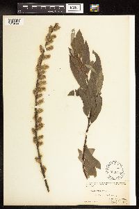 Salix humilis image
