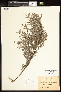 Salix humilis image