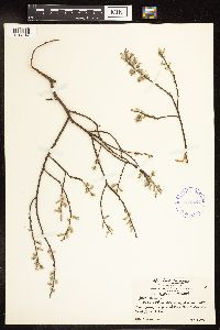 Salix humilis image