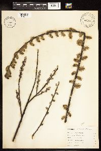 Salix humilis image