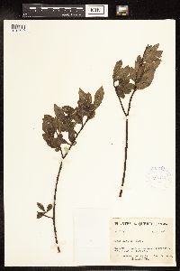 Salix humilis image