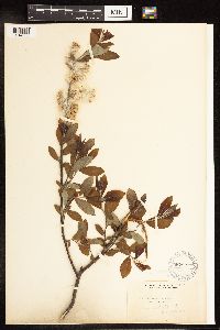 Salix humilis image