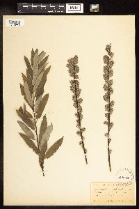 Salix humilis var. tristis image