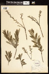 Salix humilis var. tristis image