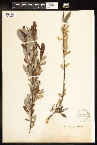 Salix humilis var. tristis image
