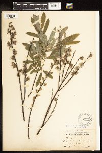 Salix humilis var. tristis image