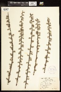 Salix humilis var. tristis image
