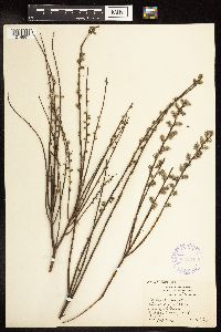 Salix humilis var. tristis image
