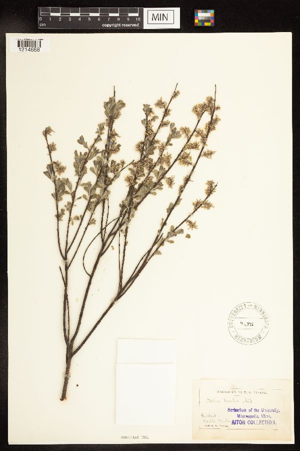 Salix humilis var. tristis image