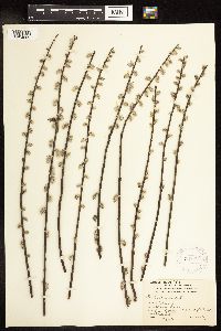 Salix humilis var. tristis image