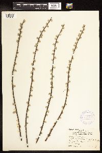 Salix humilis var. tristis image