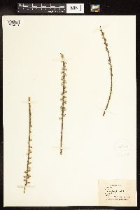 Salix humilis var. tristis image
