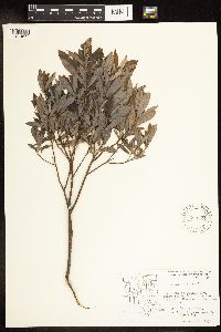 Salix humilis var. tristis image
