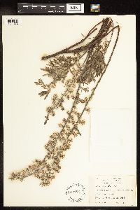 Salix humilis var. tristis image