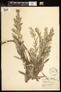 Salix humilis var. tristis image