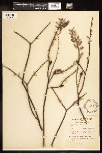 Salix humilis var. tristis image