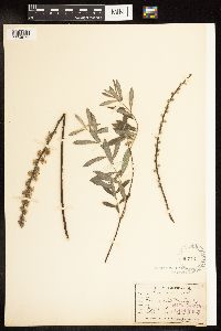 Salix humilis var. tristis image