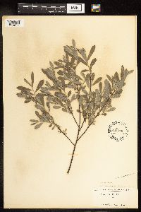 Salix humilis var. tristis image
