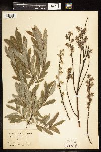 Salix humilis var. tristis image
