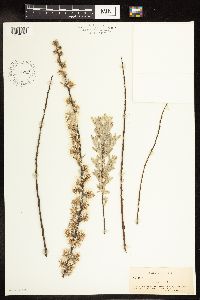 Salix humilis var. tristis image