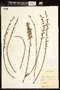 Salix humilis var. tristis image