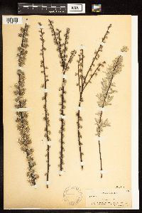 Salix humilis var. tristis image